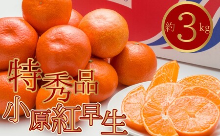 特秀品!真っ赤なお蜜柑「小原紅早生」約3kg みかん
