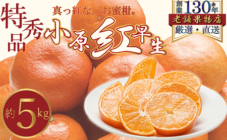 特秀品!真っ赤なお蜜柑「小原紅早生」 約5kg