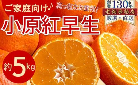 ご家庭向け!真っ赤なお蜜柑「小原紅早生」 約5kg