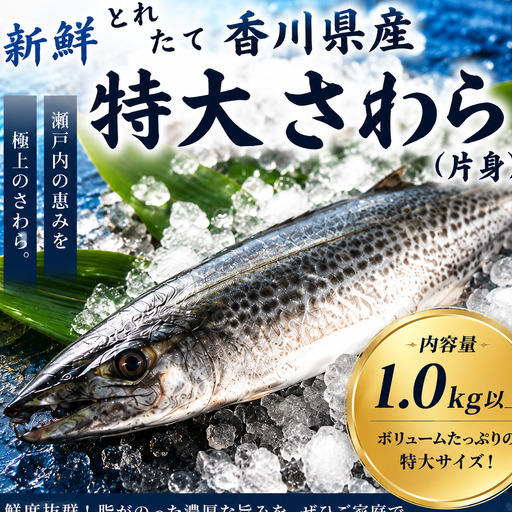新鮮 とれたて 香川県産 特大さわら(片身) 1.0kg以上 さわら サワラ 鰆 魚 魚介 魚介類 切り身 片身 冷蔵 香川 香川県