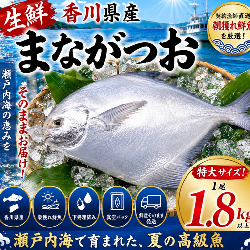 生鮮 香川県産 まながつお 1尾 1.8kg以上 マナガツオ 真魚鰹 真名鰹 魚 魚介 魚介類 冷蔵 香川 香川県