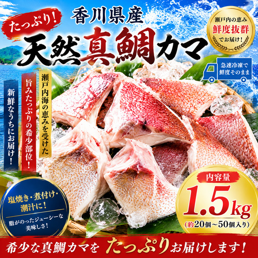 たっぷり! 香川県産 天然真鯛カマ 1.5kg(約20個〜50個入り) 鯛 真鯛 カマ 魚 魚介 魚介類 冷凍 香川 香川県