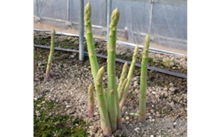 香川県オリジナルアスパラガス「さぬきのめざめ」夏芽 約1.5kg 野菜 