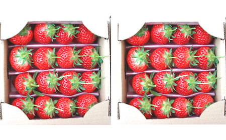 y1`zʂЂ䕁@t400g×2 ʕ  C`S