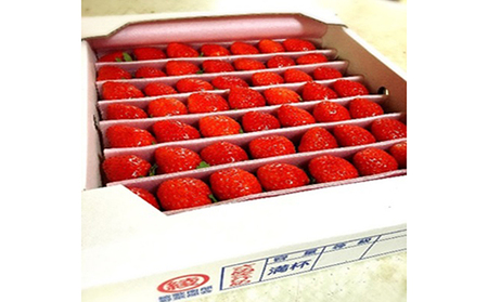 [1月〜順次発送]さぬきひめ苺 つる付き約1kg 果物類 いちご イチゴ