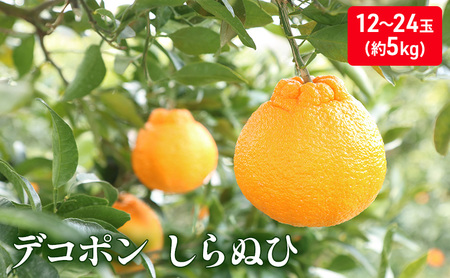 しらぬひ 約5kg デコポン 果物類 柑橘類 みかん フルーツ