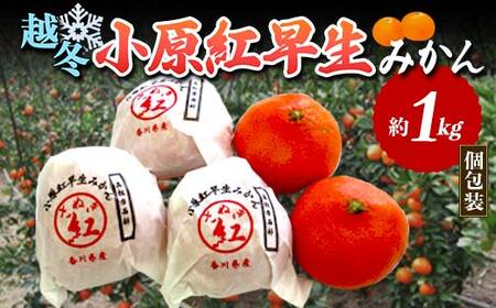 [先行予約2026年1月〜2026年2月頃お届け] 越冬小原紅早生みかん (個包装) 約1kg みかん 果物 くだもの フルーツ デザート 個包装 越冬 早生 オリジナル品種 食品 名産 四国 1万円 F5J-916