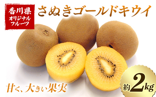 【先行予約2026年10月～2026年12月頃お届け】 さぬきゴールドキウイ (約2kg) フルーツ 果物 くだもの ゴールド キウイ キウイフルーツ さぬき ゴールドキウイ デザート 食品 名産 四国 F5J-1248
