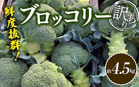 鮮度抜群！訳ありブロッコリー  (約4.5kg) 訳あり 野菜 ブロッコリー 朝採り 朝採れ 朝どれ 家庭用 サラダ 食品 名産 四国 F5J-369