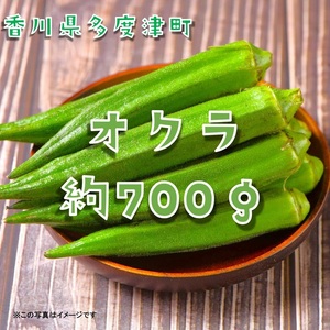 オクラ約700g 10ネットまたはバラ詰め[L-71]