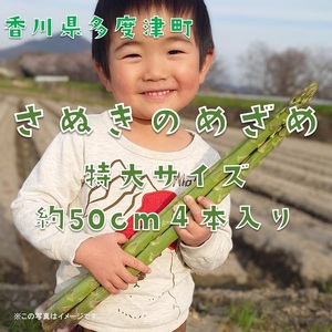 [多度津町産]さぬきのめざめ(特大サイズ約50cm)4本入り[令和7年2月下旬頃より発送][L-34]