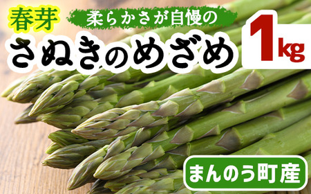 [期間限定!2024年2月下旬以降順次発送予定]春芽!太物アスパラガス「さぬきのめざめ」(約1kg) まんのう町 特産品 香川県 生もの 国産 野菜 アスパラガス アスパラ 産地直送 新鮮 冷蔵便 [man116・man117][Aglio nero]