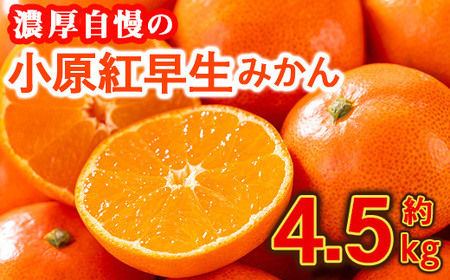 [先行予約!2025年11月下旬以降順次発送予定]香川県産 小原紅早生みかん(約4.5kg) 国産 果物 みかん 新登場 [man358][Aglio nero]