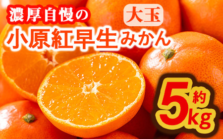 [先行予約!2025年11月下旬以降順次発送予定]香川県産 小原紅早生みかん(約5kg/大玉) 国産 果物 みかん 新登場 [man359][Aglio nero]