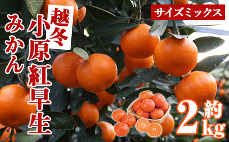 [先行予約!2027年1月上旬以降順次発送予定]香川県産 越冬小原紅早生みかん(約2kg/サイズミックス) 国産 果物 フルーツ みかん ミカン 柑橘 新登場 [man360][Aglio nero]