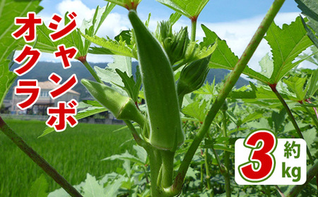 [先行予約!2026年7月上旬以降順次発送予定]ジャンボオクラ(約3kg) 国産 野菜 オクラ 産地直送 [man352][Aglio nero]