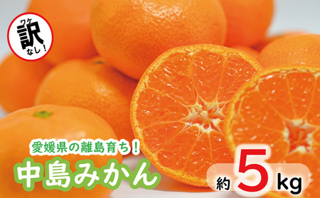 みかん 約 5kg 中島みかん ⻘丸[11月中旬〜発送] みかん みかん みかん みかん みかん