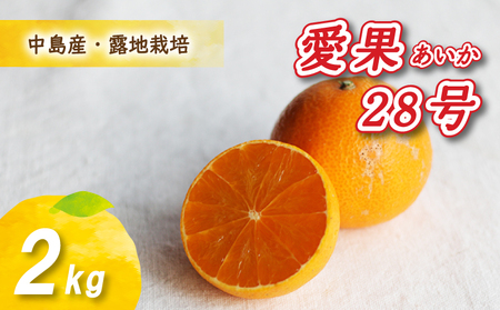 [12月から発送] 愛果28号 2kg あいか みかん 数量限定 みかん 愛媛県産 みかん 愛果28号 松山市 みかん 中島 みかん 愛果28号 みかん 蜜柑 愛果28号 ミカン みかん 旬 愛果28号[NO0131]