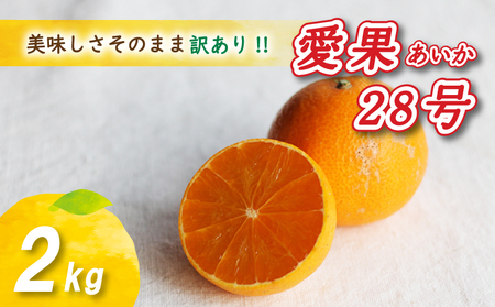 [12月から発送] 訳あり 愛果28号 2kg あいか みかん 数量限定 年内配送 みかん 愛媛県産 愛果28号 松山市 中島 訳あり 蜜柑 ミカン 旬 露地栽培 FN-SupportProject FN-SupportProject -[NO0101]