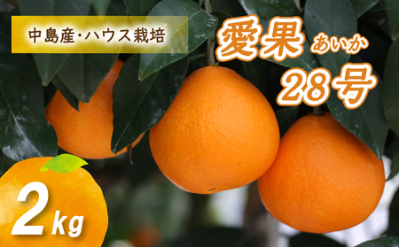 [12月から発送] 愛果28号 2kg あいか みかん 数量限定 みかん 愛媛県産 愛果28号 松山市 中島 蜜柑 ミカン 旬 ハウス栽培 [贈答にもおすすめ][NO0081]