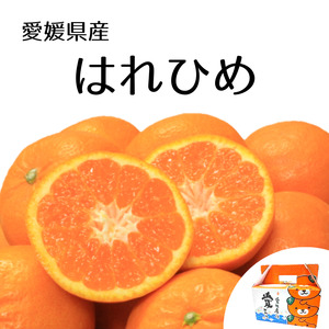 [先行予約][2024年12月下旬頃発送]はれひめ 約2.5kg みきゃん箱入 愛媛県産 柑橘 みかん 贈答 可愛い 