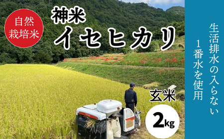 [2023年収穫米 玄米] 自然栽培米 "神米" イセヒカリ 2キロ 玄米| 愛媛県 松山市 玄米 [SSF001_tugen]