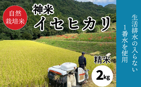 [2023年収穫米 精米] 自然栽培米 "神米" イセヒカリ 2キロ 白米| 愛媛県 松山市 白米 精米 [SSF001_tuhaku]