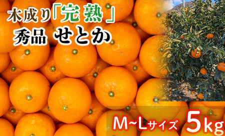 [3月から発送] 秀品 中島育ち! 木成り完熟のせとか MからLサイズ 5kg | 数量限定 果物 フルーツ 高級 みかん 蜜柑 愛媛 松山 柑橘 小玉 甘い おすすめ 愛媛 松山[BWN0021]