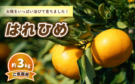 [12月中旬から発送] はれひめ (家庭用) 約3kg | 予約販売 みかん 柑橘 はれひめ 早期予約 蜜柑 みかん 愛媛県 松山市