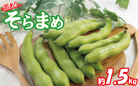 【2026年5月中旬頃から順次発送】   訳あり そら豆 約1.5kg ( 訳あり 野菜 ソラマメ そらまめ 旬の野菜 松山 愛媛県 )【VEG033】
