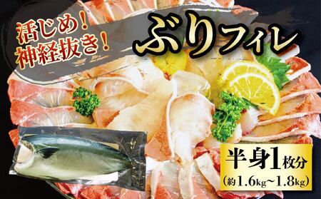 [2024年12月上旬から発送]活じめ!神経抜き!ぶりフィレ半身1枚(約1.6〜1.8kg) | 鮮魚 刺身 お刺身 お刺し身 魚介 海の幸 冷蔵 ブリ 鰤 ぶり 愛媛県 松山市