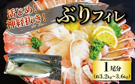 [2024年12月上旬から発送]活じめ!神経抜き!ぶりフィレ1尾分(約3.2〜3.6kg)| 鮮魚 刺身 お刺身 お刺し身 魚介 海の幸 冷蔵 ブリ 鰤 ぶり 愛媛県 松山市