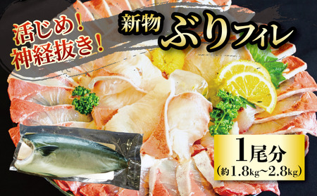 [2024年8月上旬から発送]活じめ!神経抜き!(新物)ぶりフィレ1尾分(約1.8〜2.8kg)| 鮮魚 刺身 お刺身 お刺し身 魚介 海の幸 冷蔵 ブリ 鰤 ぶり 愛媛県 松山市