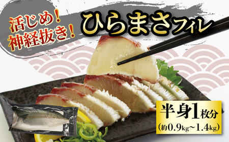 [2024年10月上旬から発送]活じめ!神経抜き!ひらまさフィレ半身1枚(約0.9〜1.3kg) | 鮮魚 刺身 お刺身 お刺し身 魚介 海の幸 冷蔵 ひらまさ ヒラマサ 愛媛県 松山市 