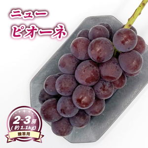 [8月下旬頃から発送] ニューピオーネ 約1.1kg ( 2~3房 ) [ 贈答用 ] | ぶどう ニューピオーネ 贈答 種なし 大粒 数量限定 愛媛県産 松山市 [MN0071]