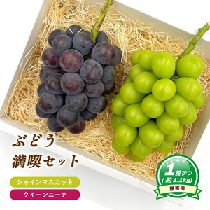 [8月下旬頃から発送] シャインマスカット + ニューピオーネ 各1房 ( 計 2房/ 約 1.1kg ) 贈答用 | ぶどう シャインマスカット ニューピオーネ 贈答 皮ごと 種なし 大粒 数量限定 愛媛県産 松山市 [MN0091]