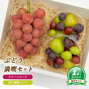 [8月下旬頃から発送] クイーンニーナ + 彩り葡萄パック 約550g ( 大1房 ) 彩り葡萄パック 約270g ( 2パック ) | ぶどう クイーンニーナ 種なし 大粒 数量限定 愛媛県産 松山市 [MN0101]