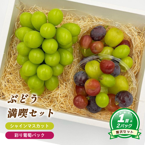 [8月下旬頃から発送] シャインマスカット 約550g ( 大1房 ) + 彩り葡萄パック 約270g ( 2パック ) | ぶどう シャインマスカット 皮ごと 種なし 大粒 数量限定 愛媛県産 松山市 [MN0121]