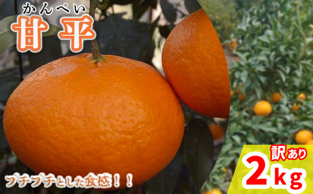 [2026年2月から発送予定]甘平 訳あり 2kg 愛媛県 中島産 | カンペイ 家庭用 先行予約 高級 蜜柑 ミカン みかん 甘い 皮 むきやすい 柑橘 糖度 人気 お取り寄せ 期間 数量 限定 愛媛 松山[NM0141]