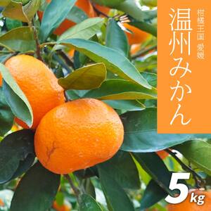 [先行予約]温州みかん5kg みかん 愛媛 みかん 温州 ミカン松山 オレンジ くだもの 柑橘 果物 フルーツ 愛媛産 愛媛県産 国産 愛媛みかん 蜜柑 ミカン mikan 蜜柑 柑橘 フルーツ 果物 くだもの 高級 お取り寄せ 産地直送 数量限定 人気 おすすめ 愛媛県 松山市 送料無料 