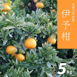 [先行予約]伊予柑5kg いよかん 愛媛産 愛媛県産 国産 愛媛みかん 愛媛蜜柑 ミカン みかん ミカン mikan 蜜柑 柑橘 フルーツ 果物 くだもの 高級 お取り寄せ 産地直送 数量限定 人気 おすすめ 愛媛県 松山市 送料無料 