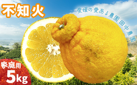 不知火 しらぬい 約5kg [家庭用][2月下旬から順次発送]でこぽんと同品種 柑橘類 先行予約 フルーツ 柑橘類 先行予約 果物 フルーツ みかん シラヌイ 人気 おすすめ 愛媛 松山 田中農園[TNN0032]