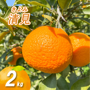 [2月下旬より発送]低農薬栽培清見 2kg | 数量選択可 清見 みかん ミカン 蜜柑 柑橘 数量限定 愛媛県産 松山市 中島 低農薬 愛媛 ふるさと納税 