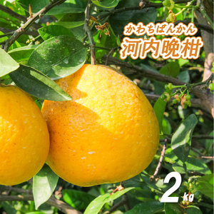 [4月中旬より発送] 低農薬栽培 河内晩柑 2kg | 数量選択可 みかん ミカン 蜜柑 柑橘 数量限定 愛媛県産 松山市 中島 愛媛 ふるさと納税[NO047_1]