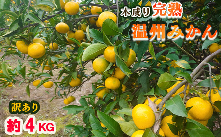 y󂠂zQ Y B݂ 4kg Yn ƒpi݂ Yn ݂  { 킯 󂠂 k ʕ t[c x Q Rj 炿 Q {_ yBWN0101z