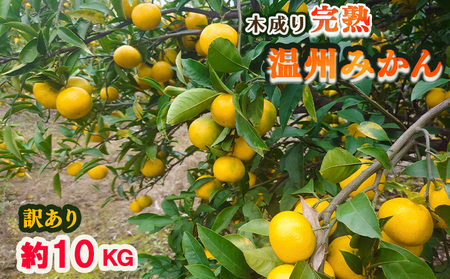 y󂠂zQ Y B݂ 10kg Yn ƒpi݂ Yn ݂  { 킯 󂠂 k ʕ t[c x Q Rj 炿 Q {_ yBWN0111z