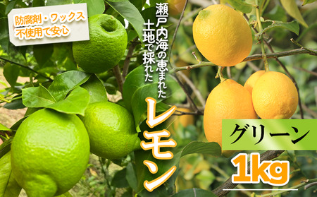 [2025年10月より順次発送]グリーンレモン 約1kg |果物 くだもの フルーツ レモン れもん 檸檬 柑橘 防腐剤不使用 ワックス不使用 グリーンレモン ぐりーんれもん 国産 愛媛県産 国産レモン[MSD001_g]