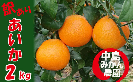 [2025年12月から順次発送] 愛果28号 訳あり 2kg | 紅まどんな と同品種 みかん 愛果 蜜柑 松山市産みかん 柑橘 ミカン 蜜柑 みかん 果物 オススメみかん フルーツ あいか みかん 松山 愛媛