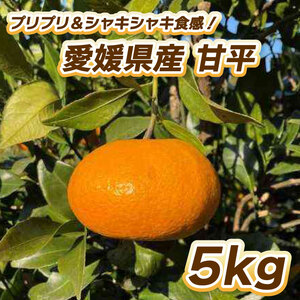 [先行予約]プリプリ&シャキシャキ食感!甘平 5kg [2月中旬〜3月中旬発送] 柑橘 果物 フルーツ みかん 甘平 松山市 愛媛県 [TF002_x]