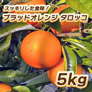 [2027年2月中旬頃から順次発送]ブラッドオレンジ タロッコ 5kg 柑橘 果物 フルーツ オレンジ みかん 松山市 愛媛県 [TF003_x]
